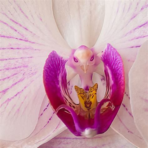 Phalaenopsis nagic art
